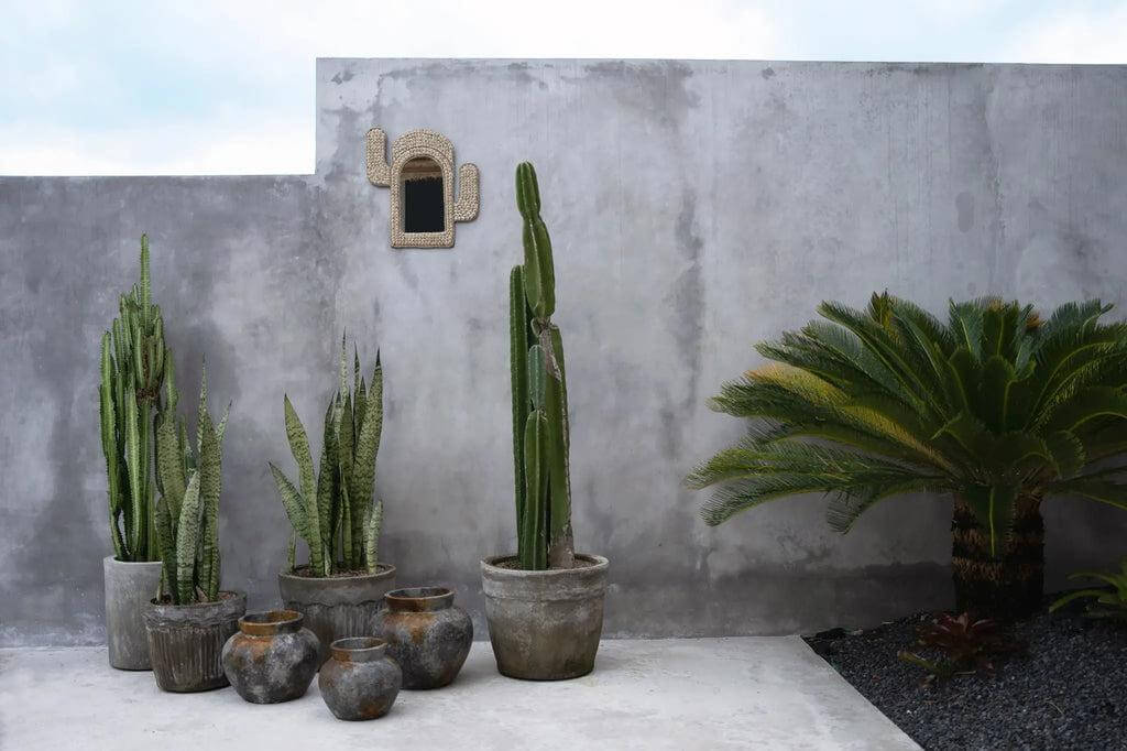 Stijlvolle cactussen en planten in antieke grijze terracotta potten tegen een betonnen muur.