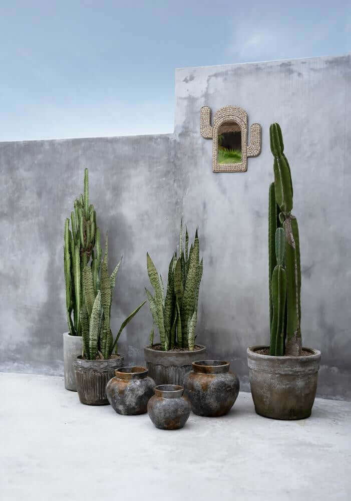 De Funky Vaas in antiek grijs, naast cactussen en sanseveria's op een betonnen vloer tegen een grijze muur.