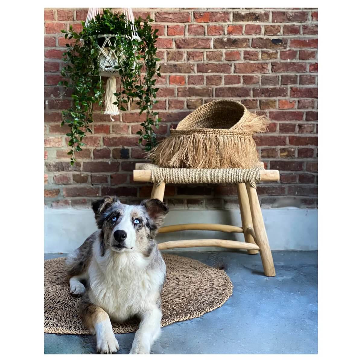 Bohemian style macramé plant hanger with green vines on a brick wall, wooden stool with woven seat, and a dog resting on a rug.