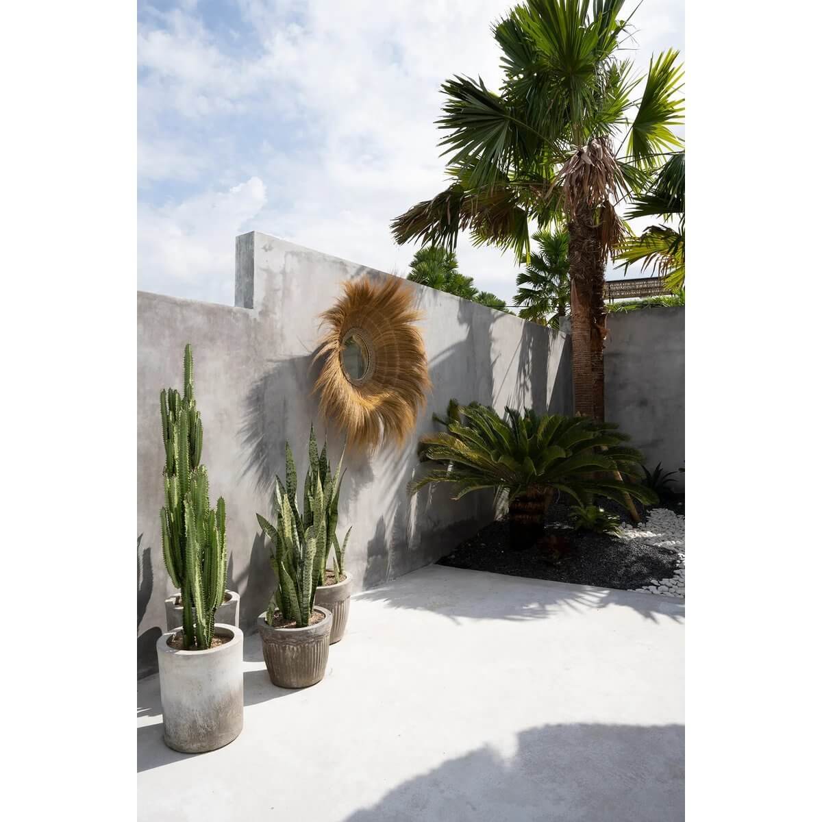 De verzonken bosspiegel - naturel hangt aan een tuinmuur met palmbomen en cactussen, voor een natuurlijke en dramatische uitstraling.