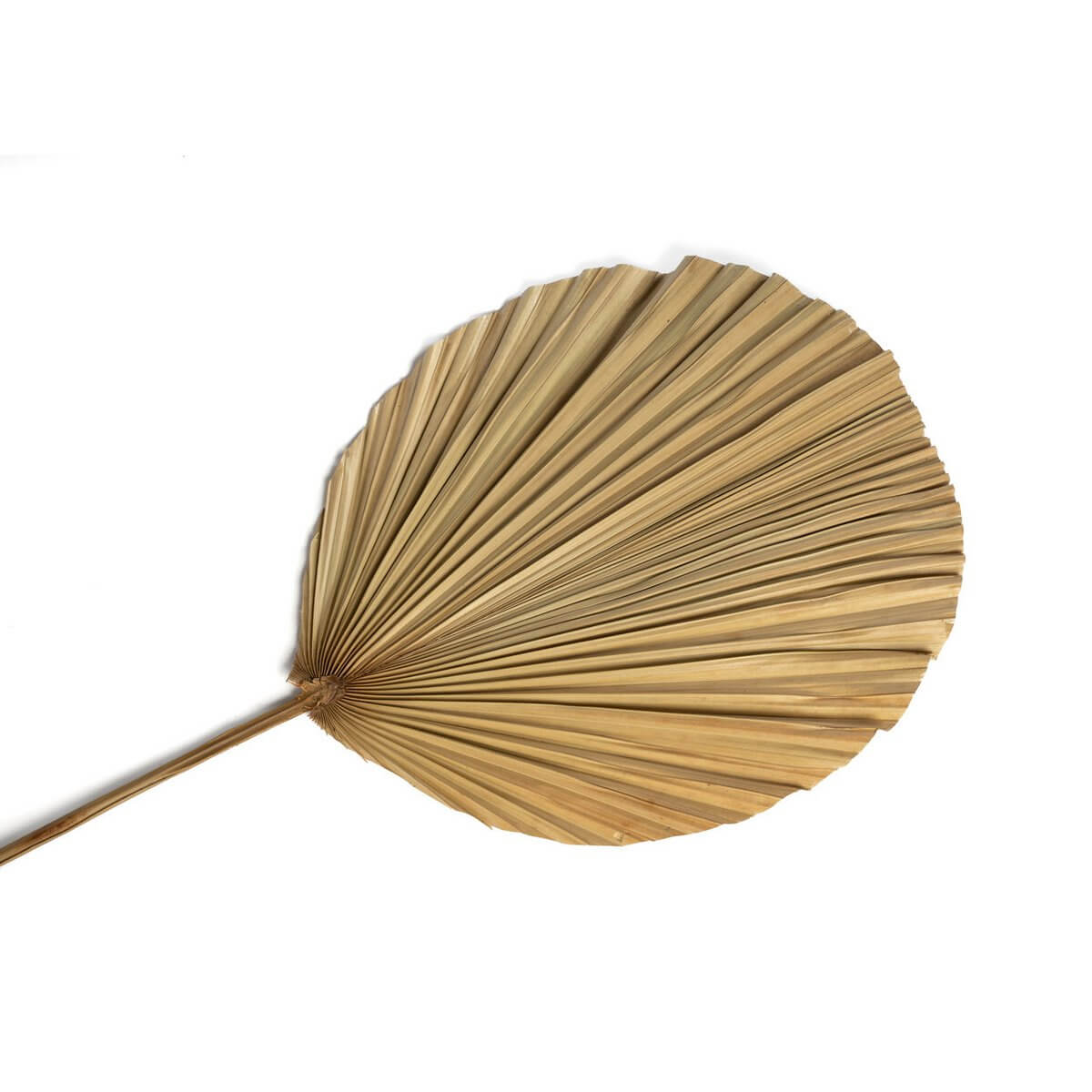 Het Rayung-blad - natuurlijk-Bazar Bizar Living-Ik Hout ervan.