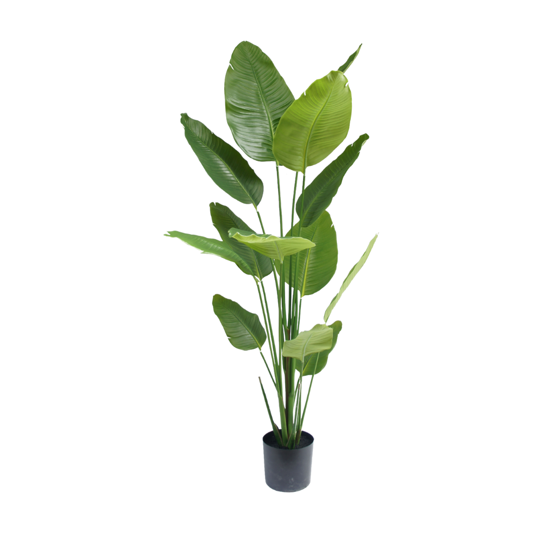 Strelitzia-plant 180 cm