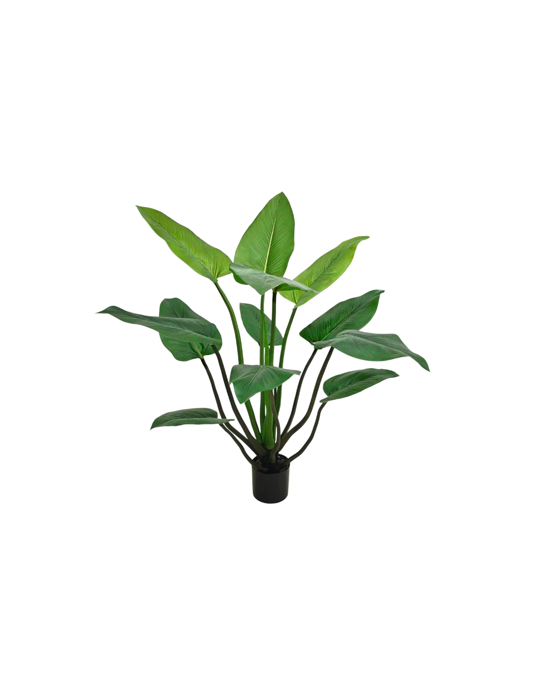 Alocasia-plant 120 cm
