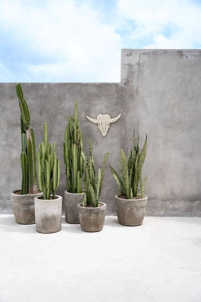 Alt Tag: Vijf cactussen in potten naast een decoratieve stier van witte schelpen aan de muur onder een heldere lucht.