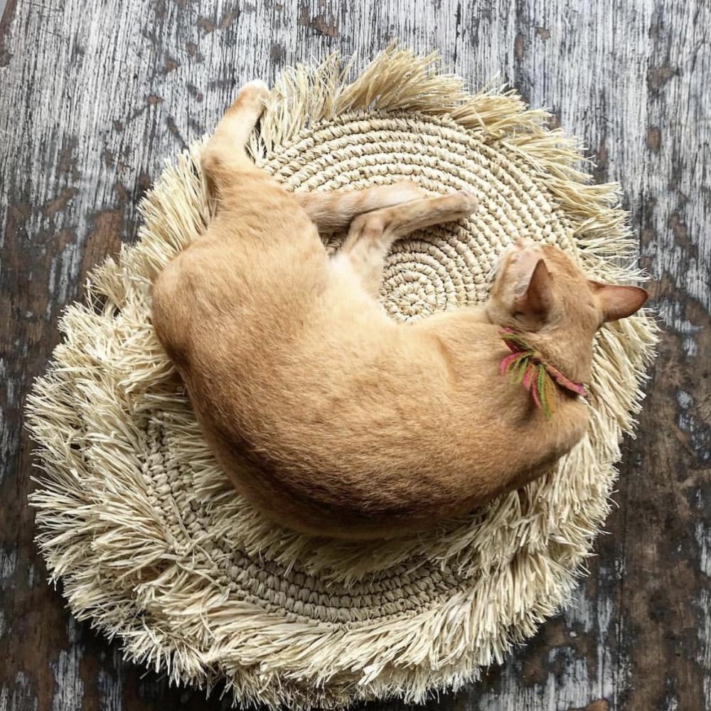 Gemberkatje slaapt op handgeweven raffia placemat met kauri schelpen, tropische eilandstijl op houten vloer.