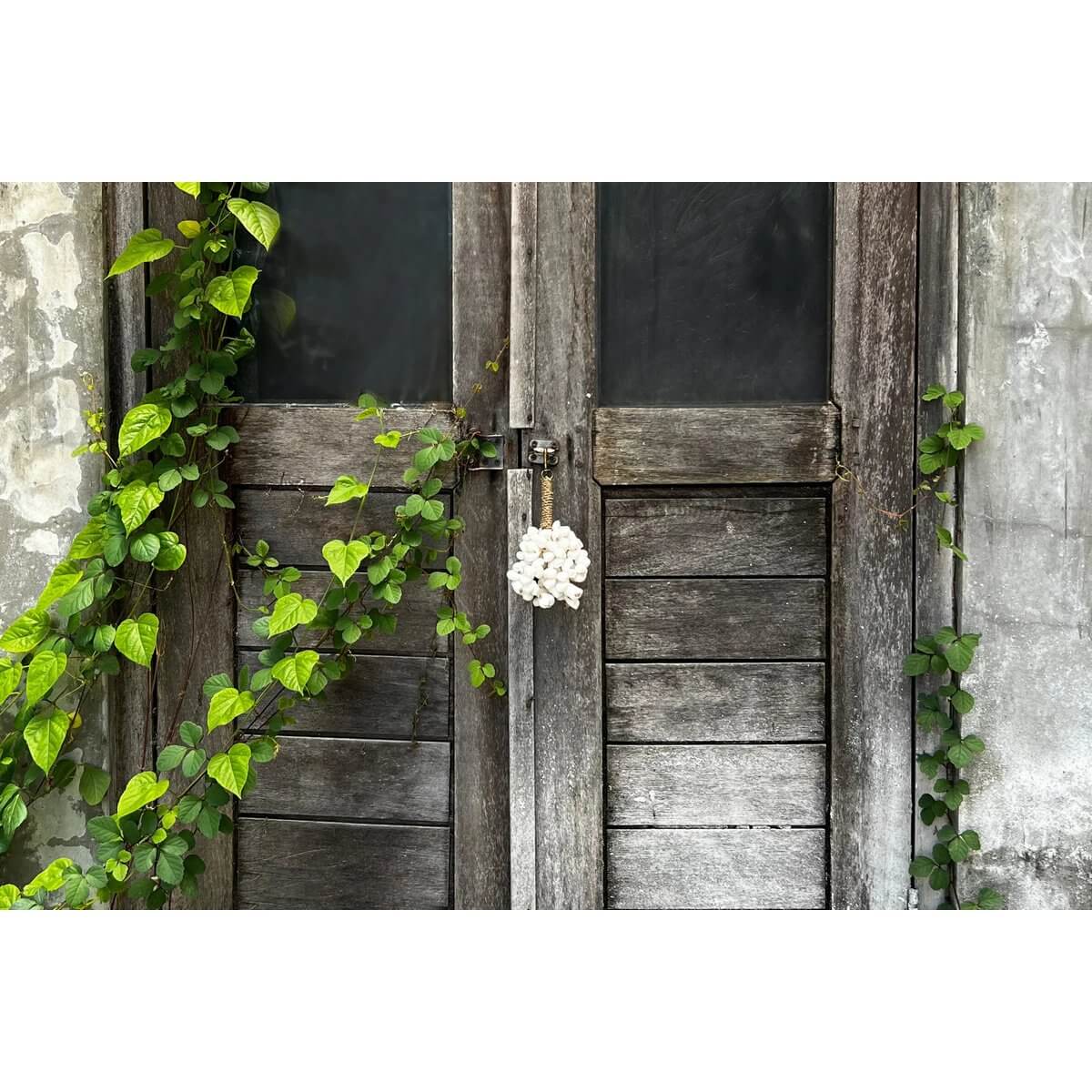 Rustic door with Bohemian shell keychain hanging, surrounded by lush green vines, creating a charming coastal vibe.