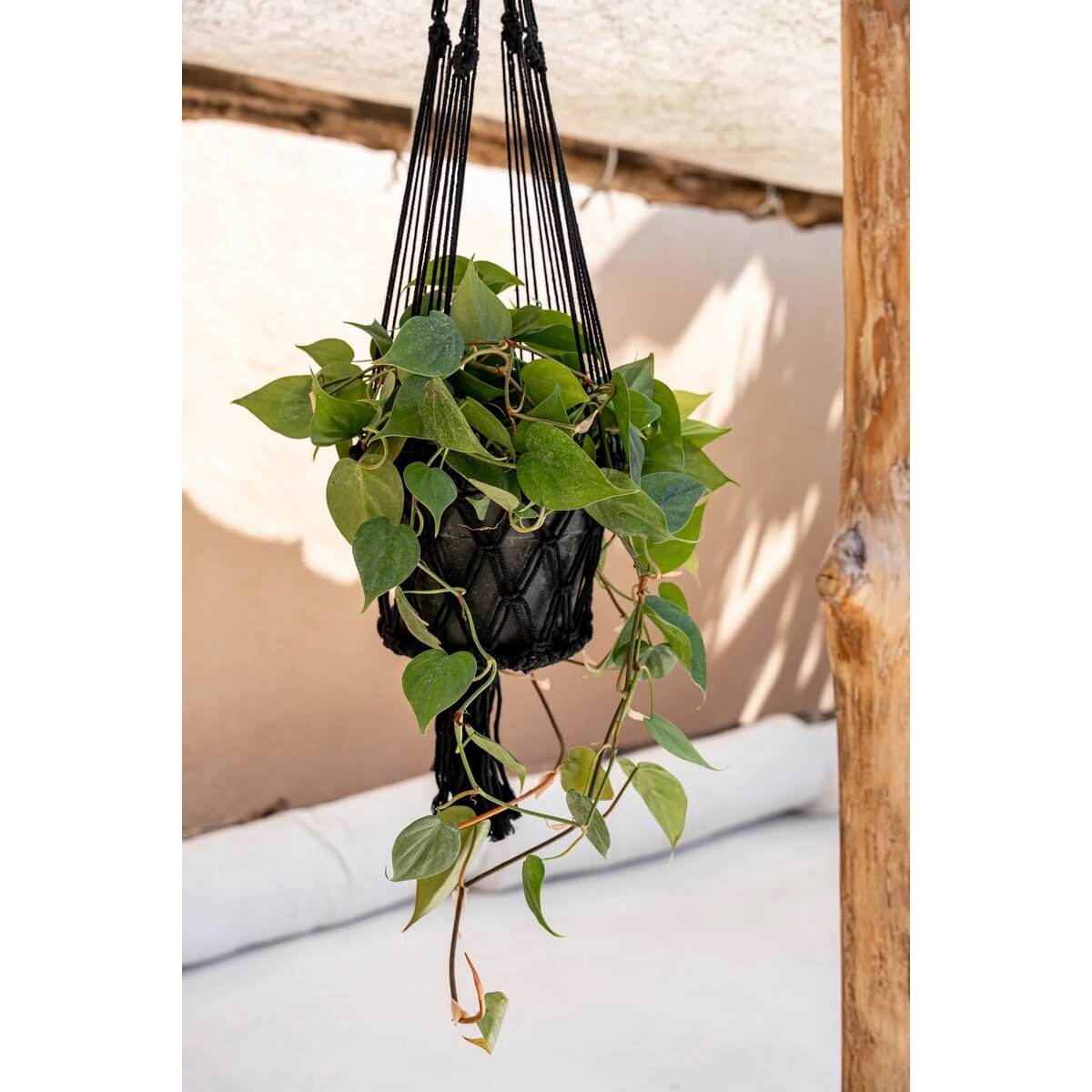 Bohemian-style black macramé plant hanger with vibrant green plant, perfect for indoor decor, handwoven from cotton, by Bazar Bizar.