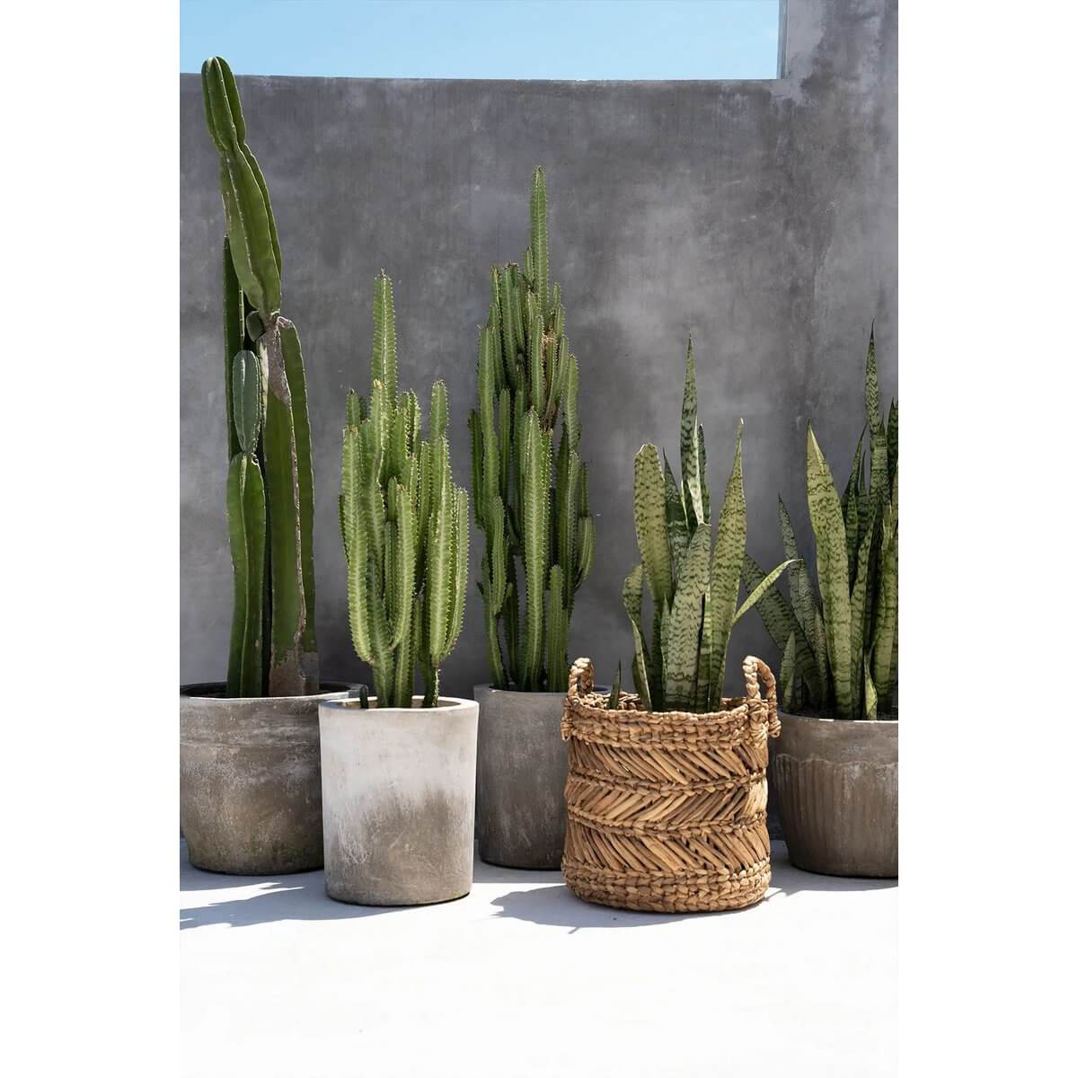 De bananenzigzagmand - L